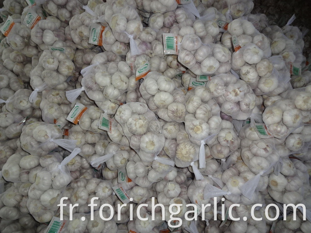 Fresh Normal White Garlic High Quality